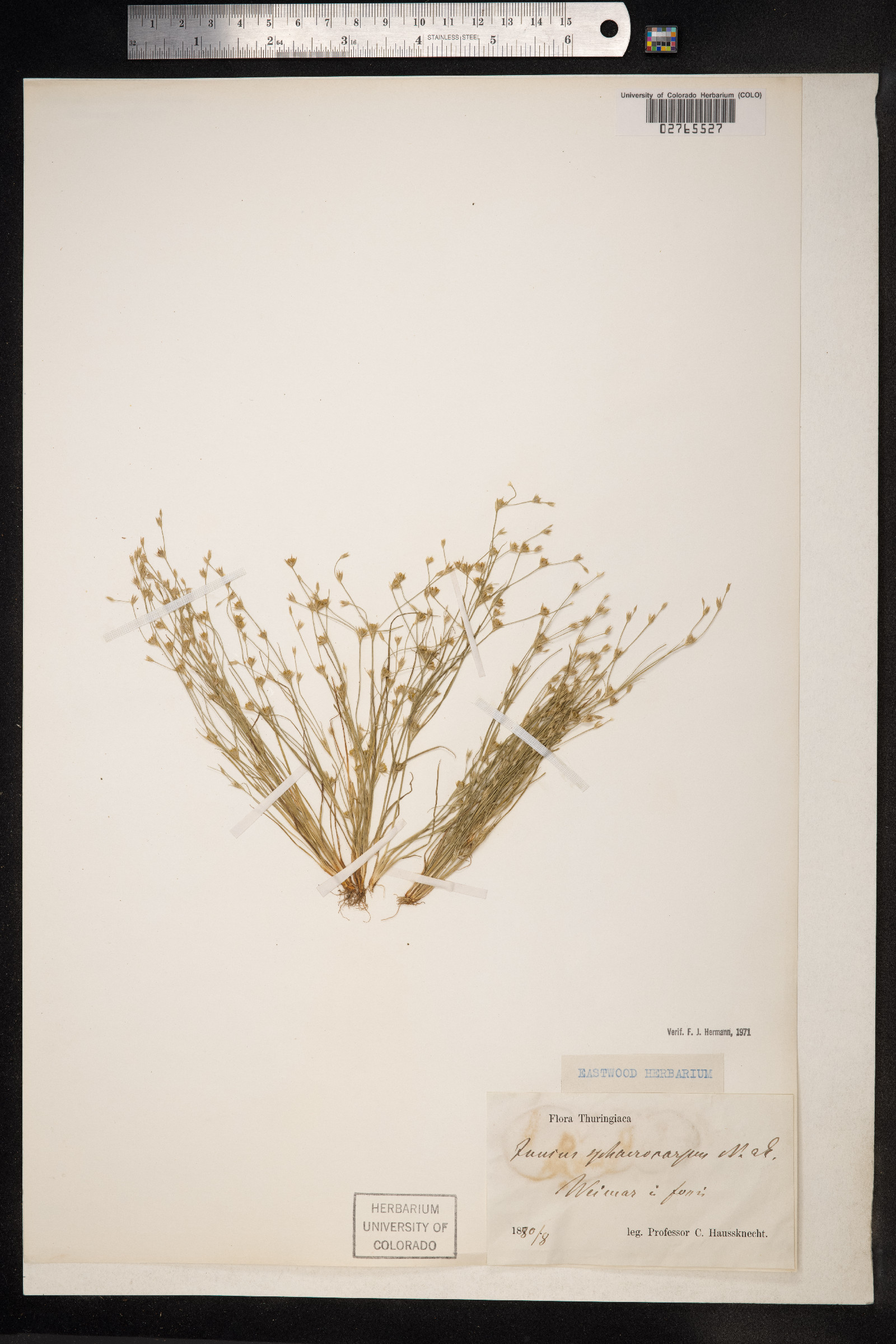 Juncus sphaerocarpus image