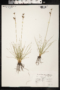 Juncus squarrosus image