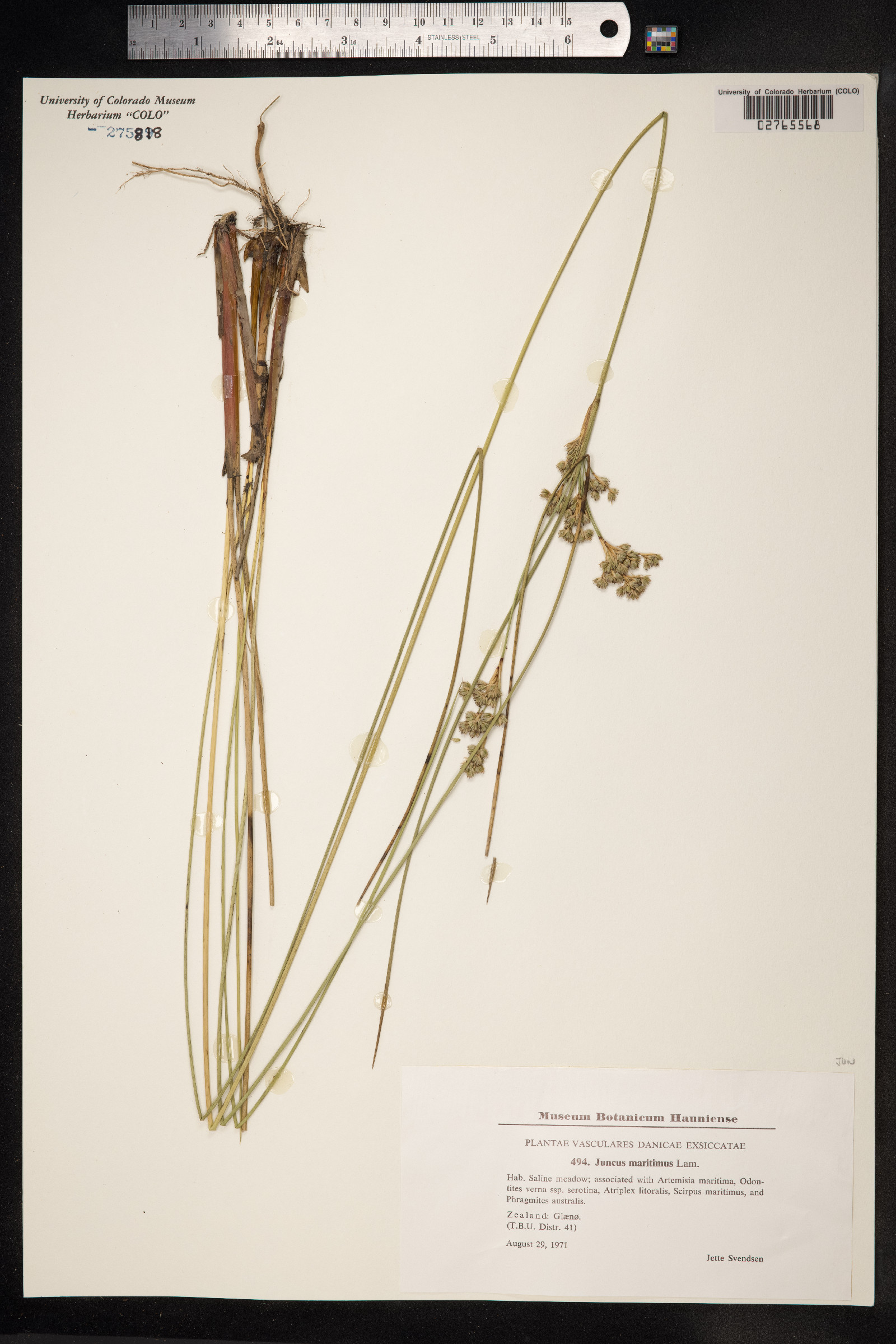 Juncus maritimus image