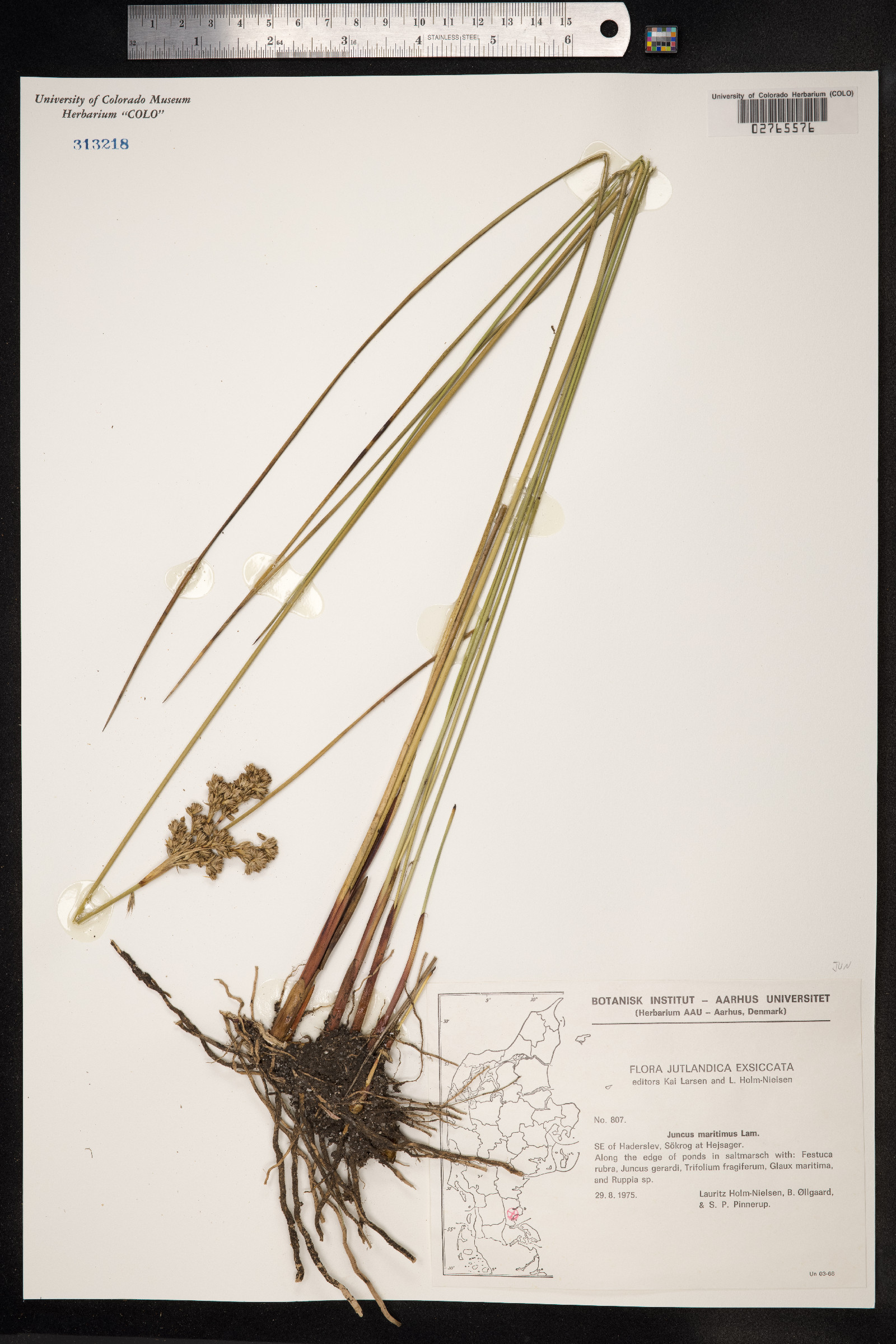 Juncus maritimus image