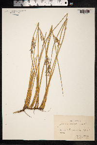 Juncus maritimus image