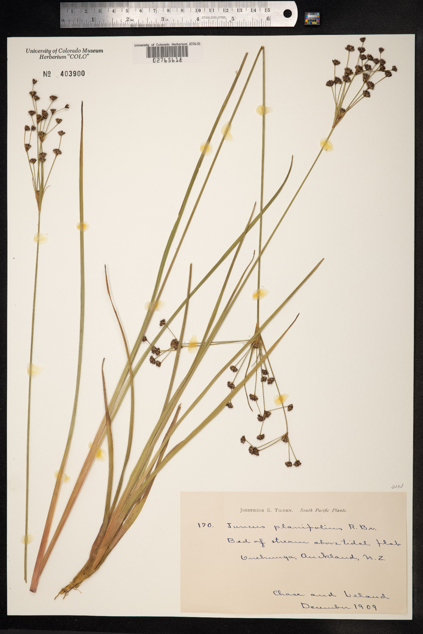 Juncus planifolius image
