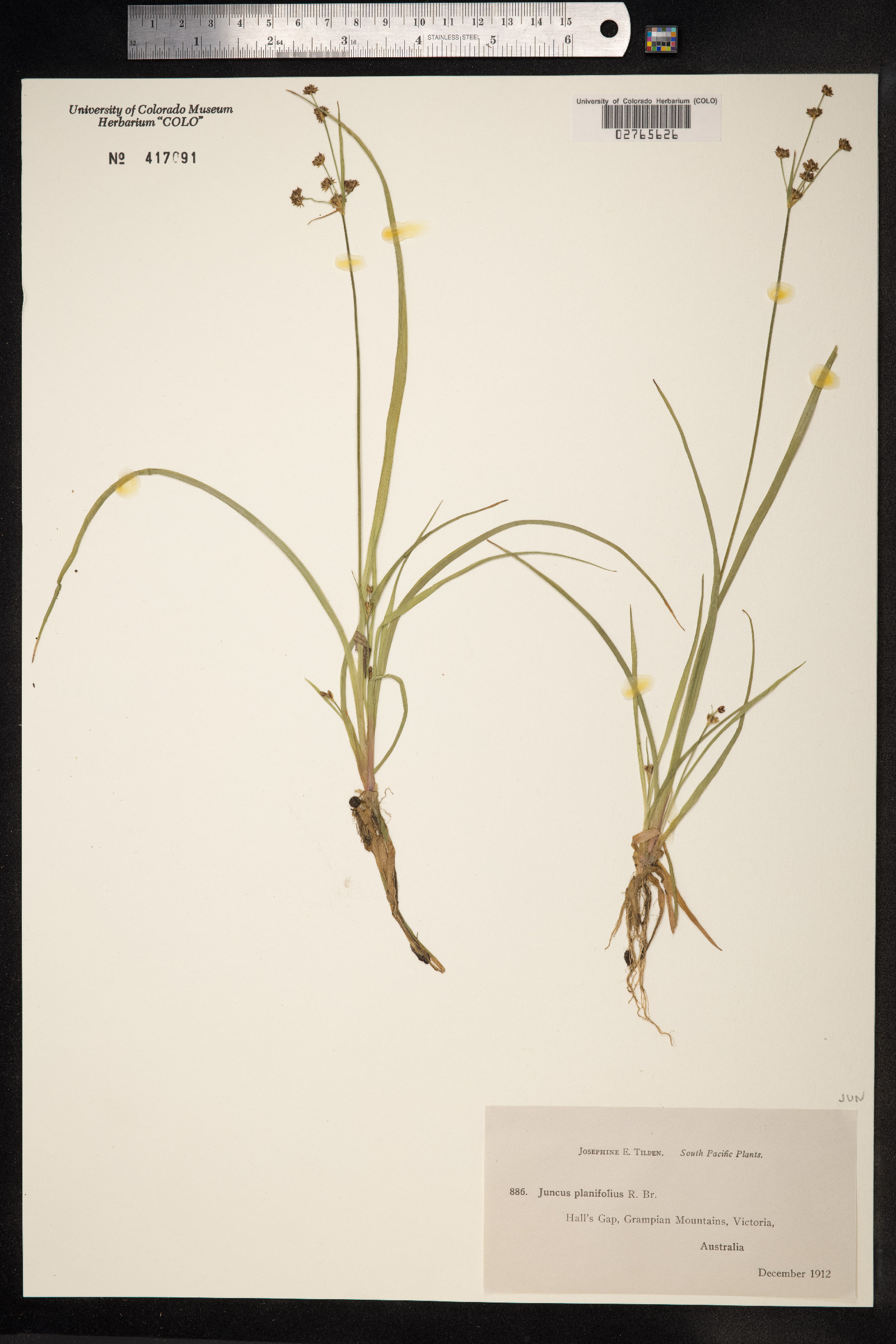 Juncus planifolius image