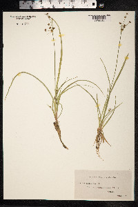 Juncus planifolius image