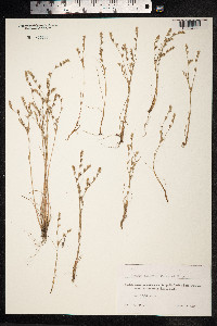 Juncus ranarius image