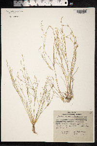 Juncus ranarius image