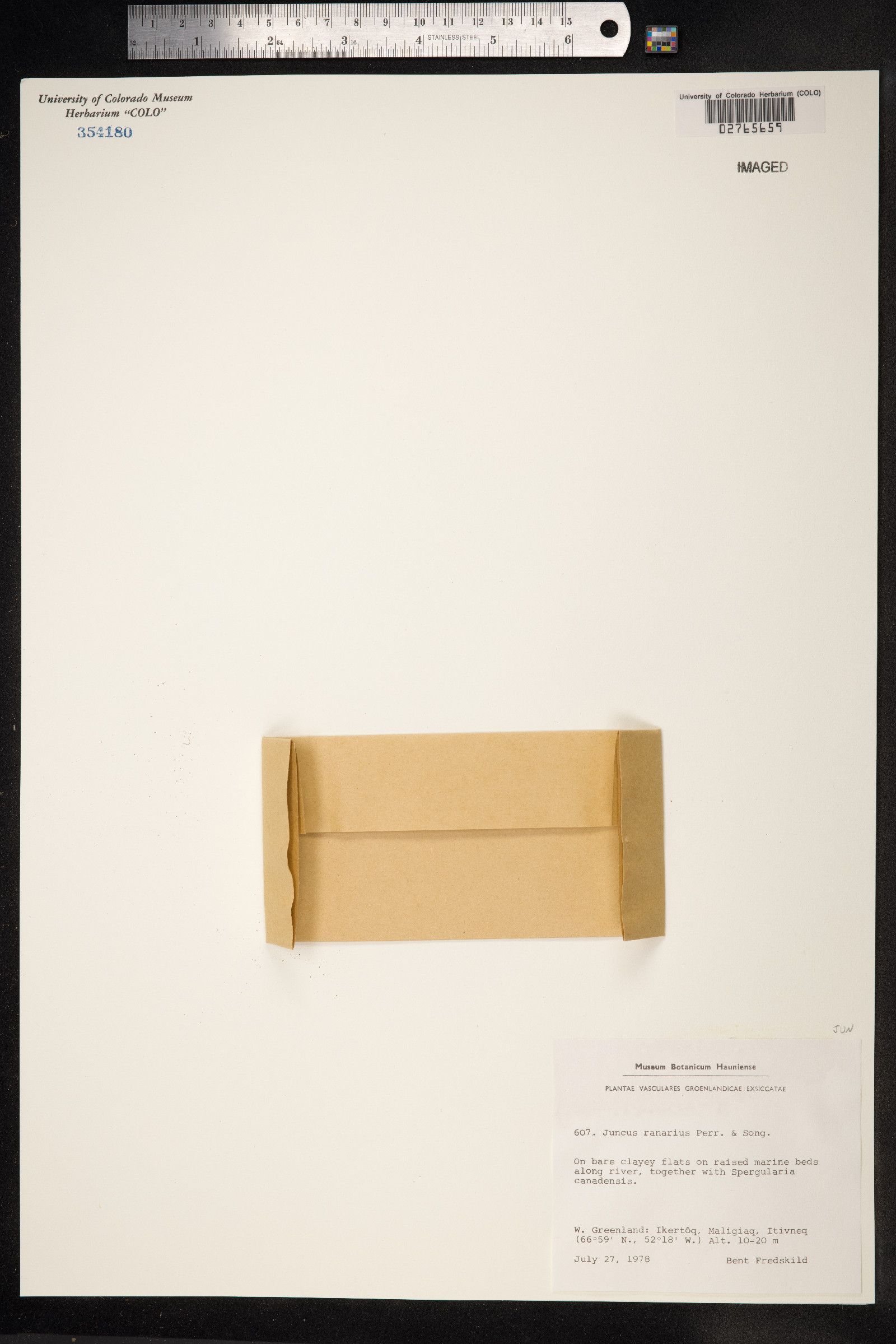 Juncus ranarius image