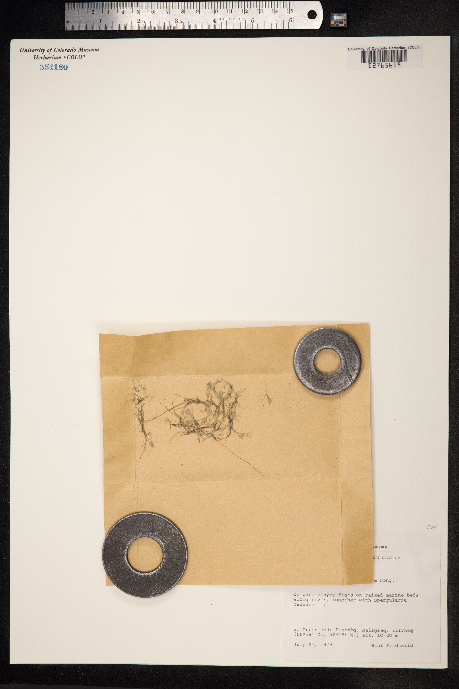 Juncus ranarius image