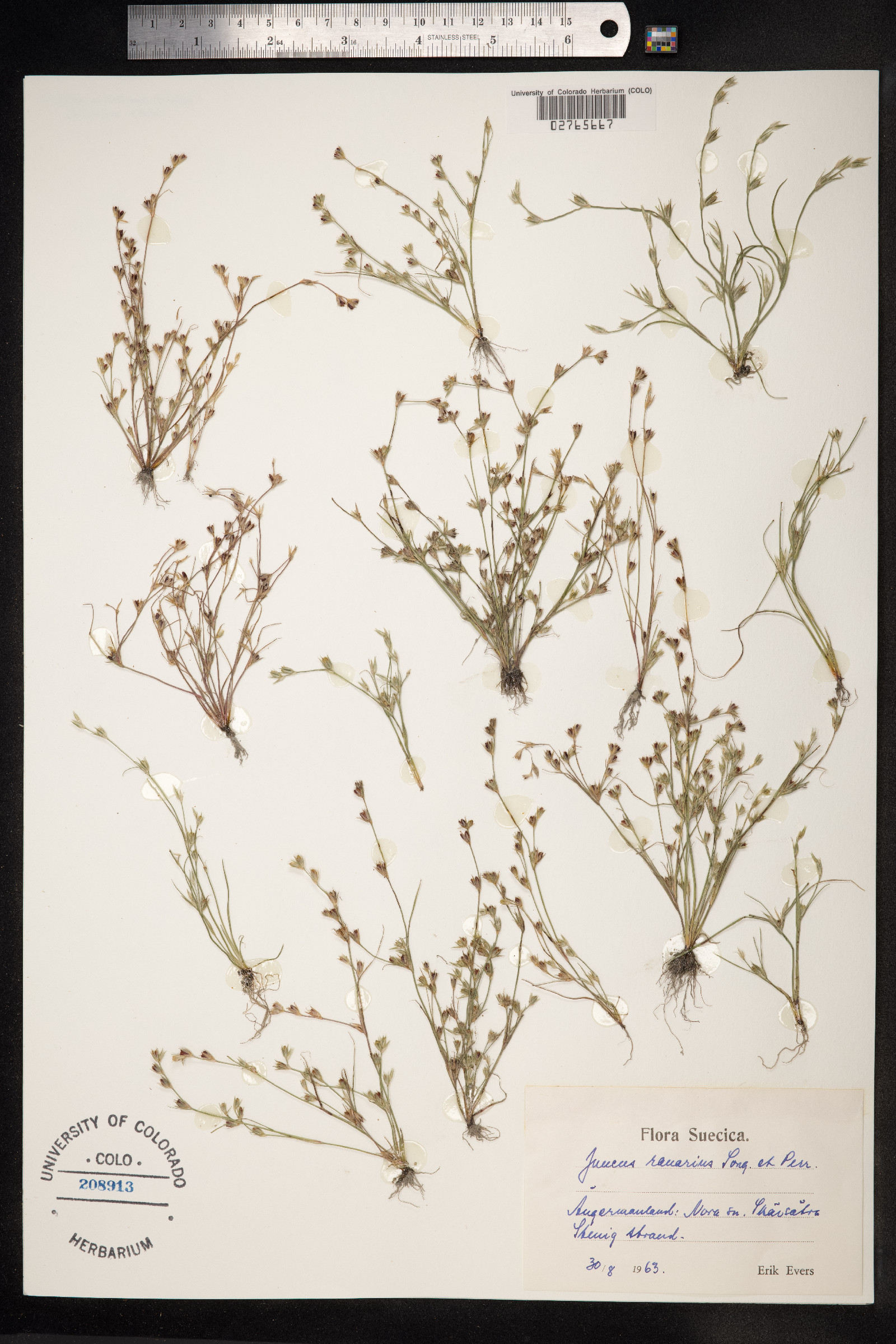 Juncus ranarius image