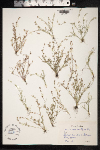 Juncus ranarius image