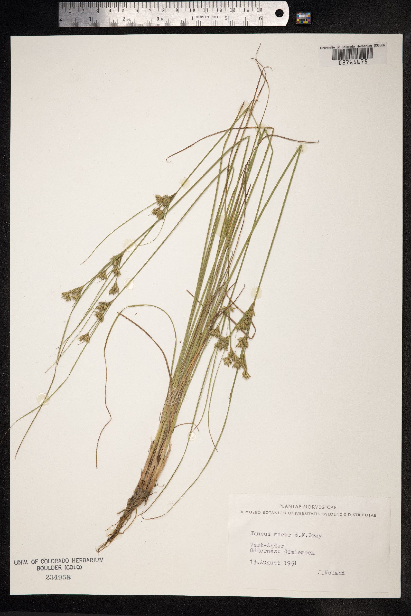 Juncus tenuis image