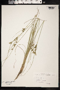 Juncus tenuis image