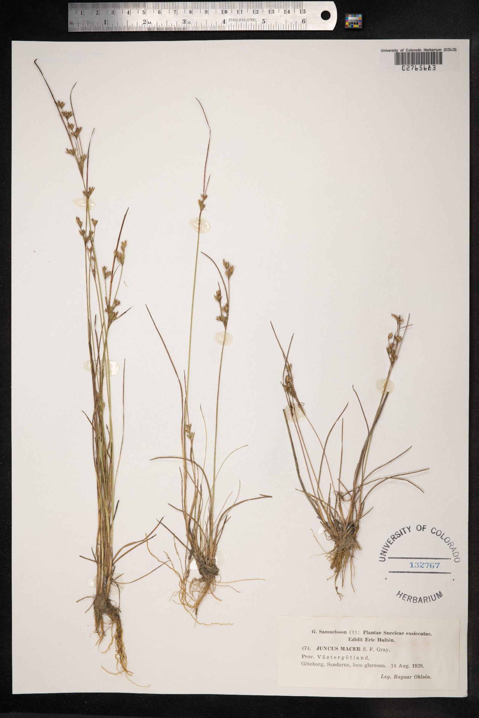 Juncus tenuis image