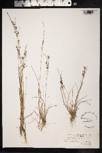 Juncus tenuis image
