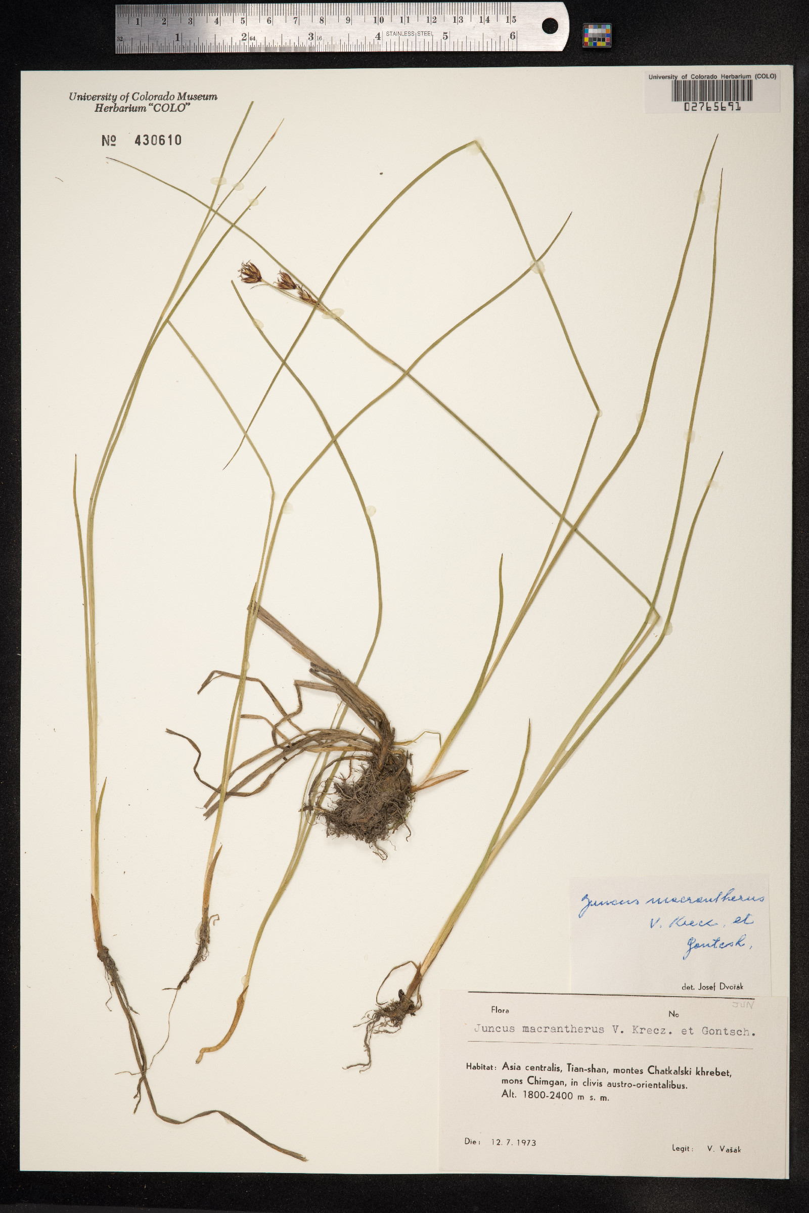 Juncus tenuis image