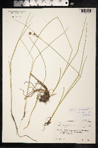 Juncus tenuis image