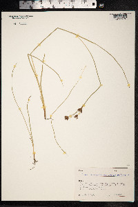 Juncus tenuis image