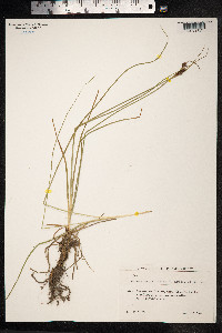 Juncus tenuis image