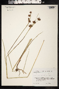 Juncus tenuis image