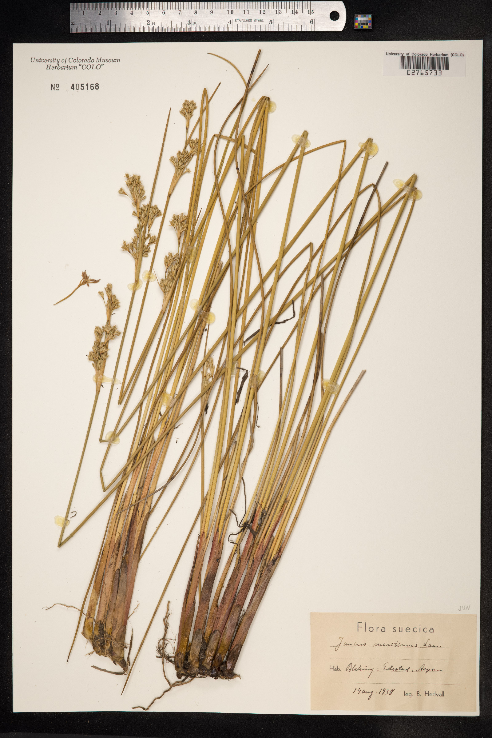 Juncus maritimus image