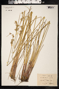 Juncus maritimus image