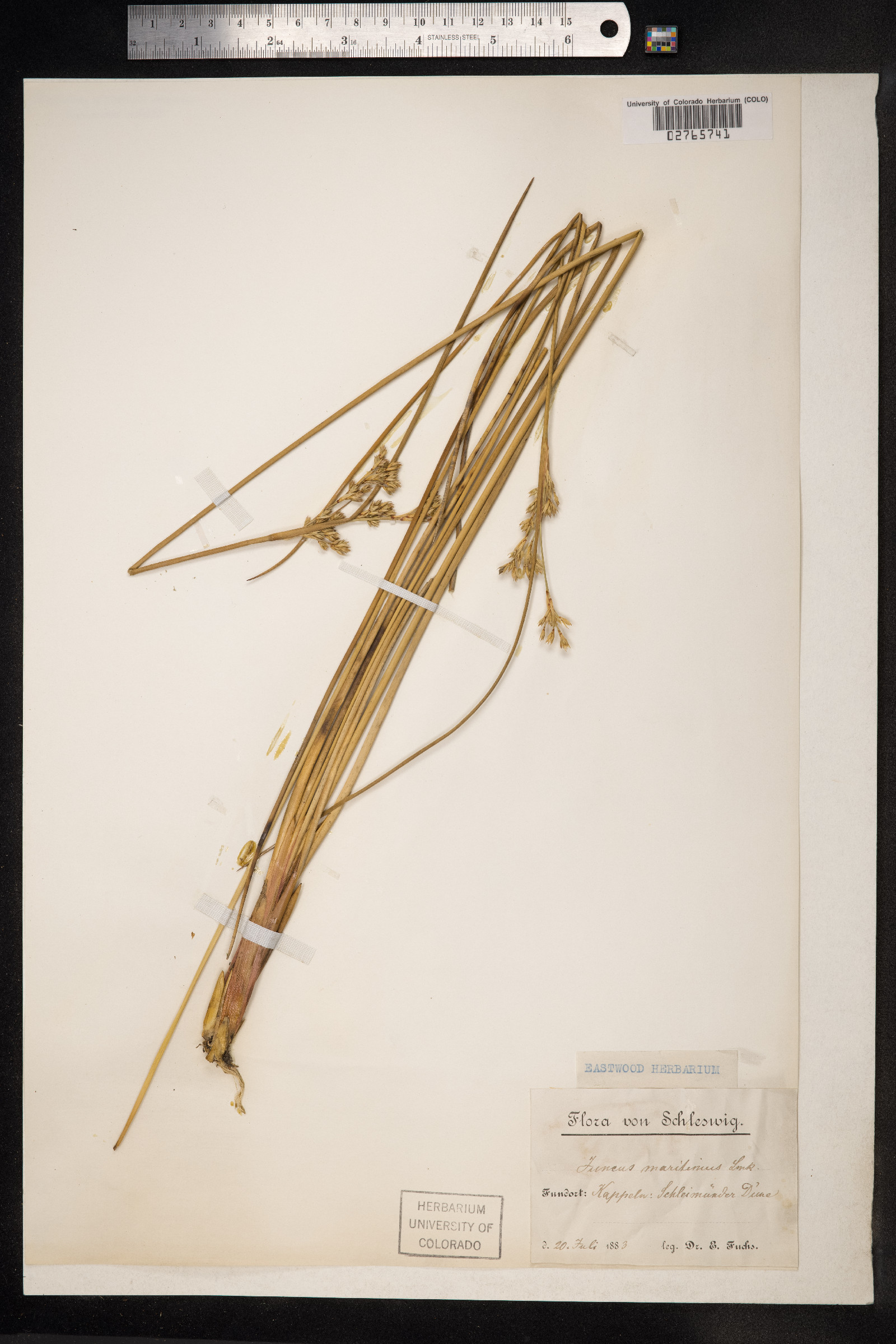 Juncus maritimus image