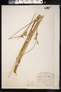 Juncus maritimus image