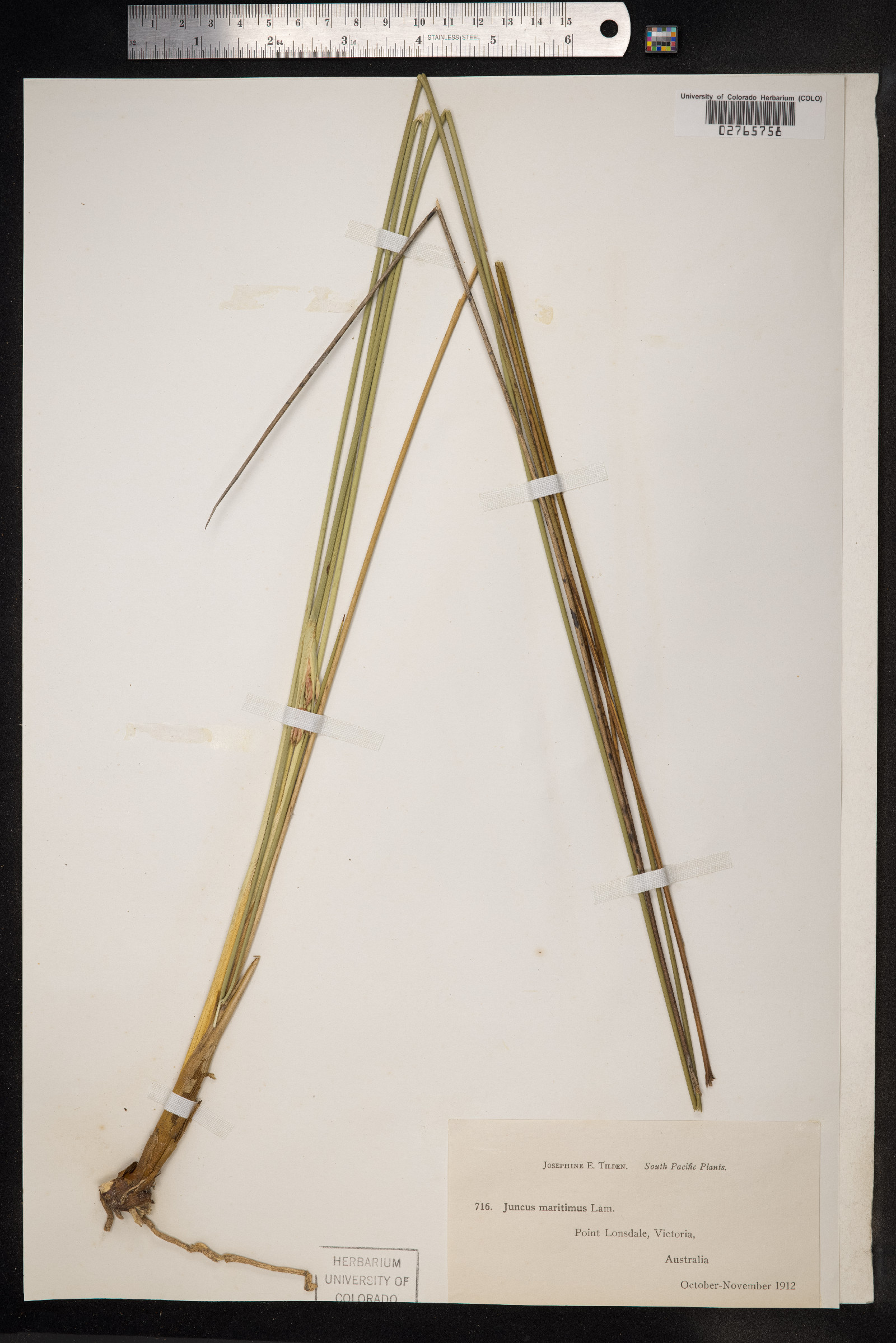 Juncus maritimus image