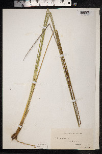 Juncus maritimus image