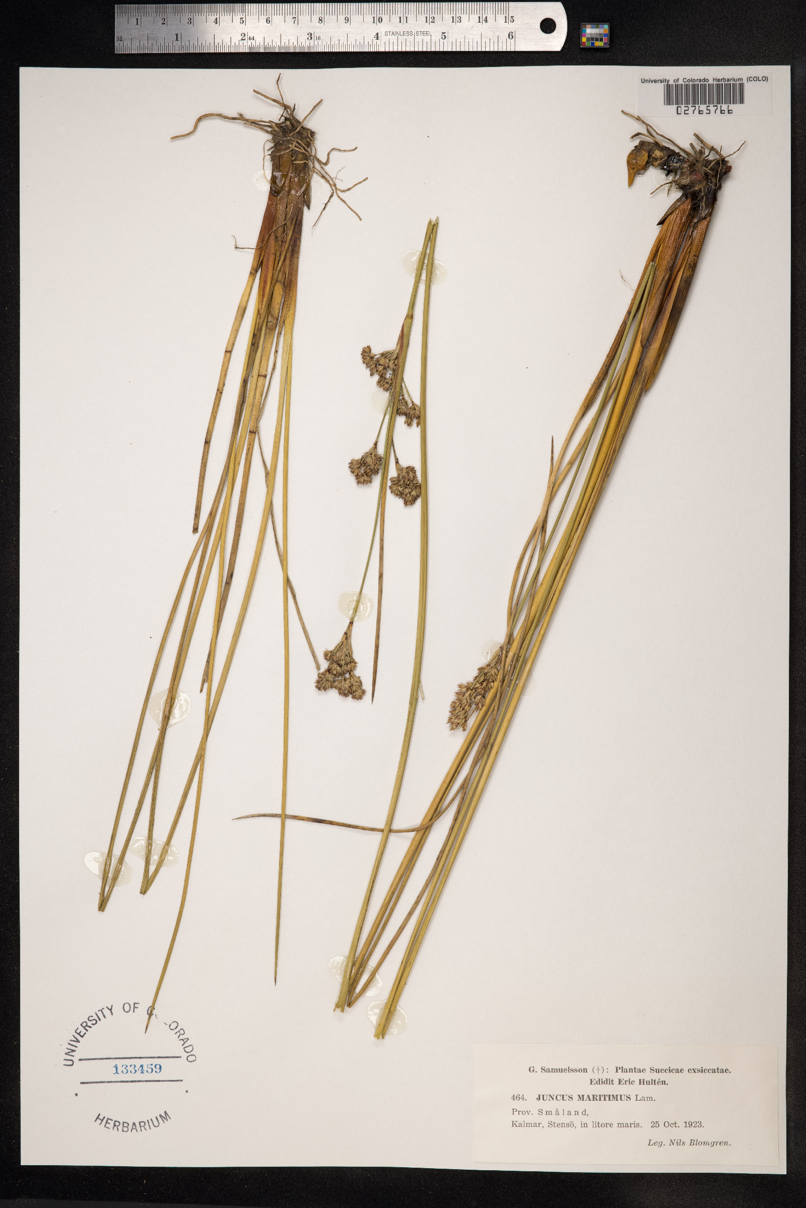 Juncus maritimus image