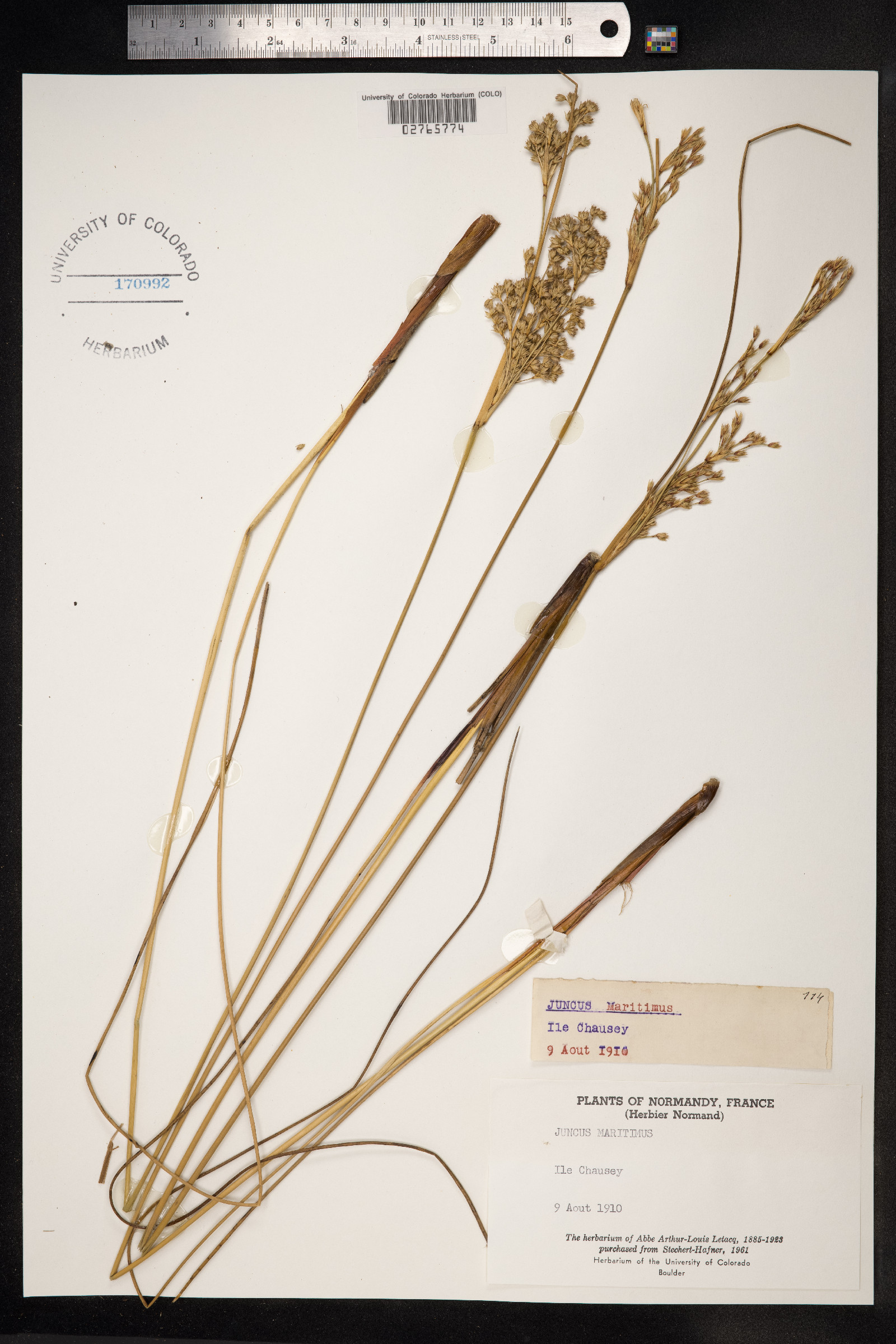 Juncus maritimus image