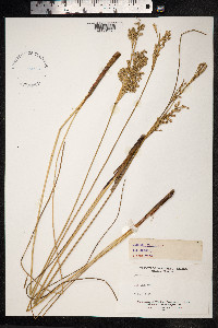 Juncus maritimus image