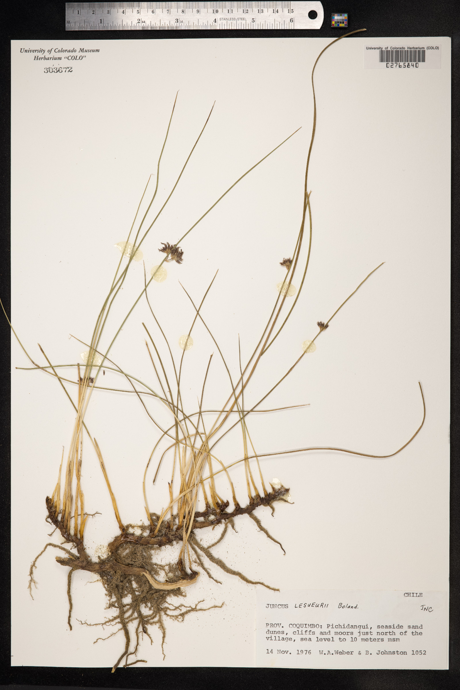 Juncus lesueurii image