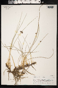 Juncus lesueurii image