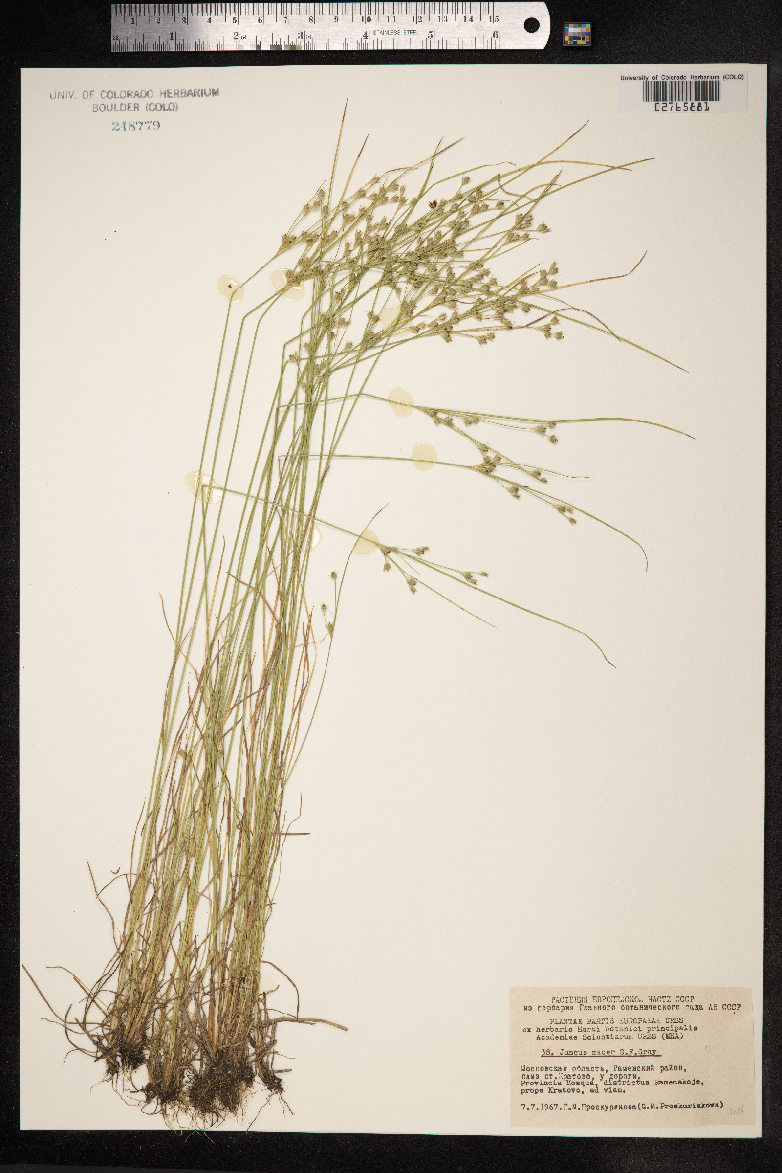 Juncus tenuis image