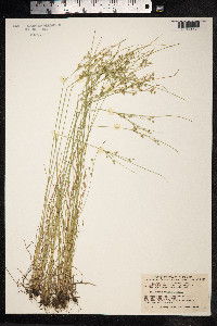 Juncus tenuis image