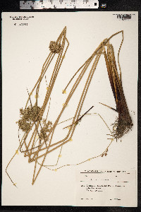 Juncus inflexus image
