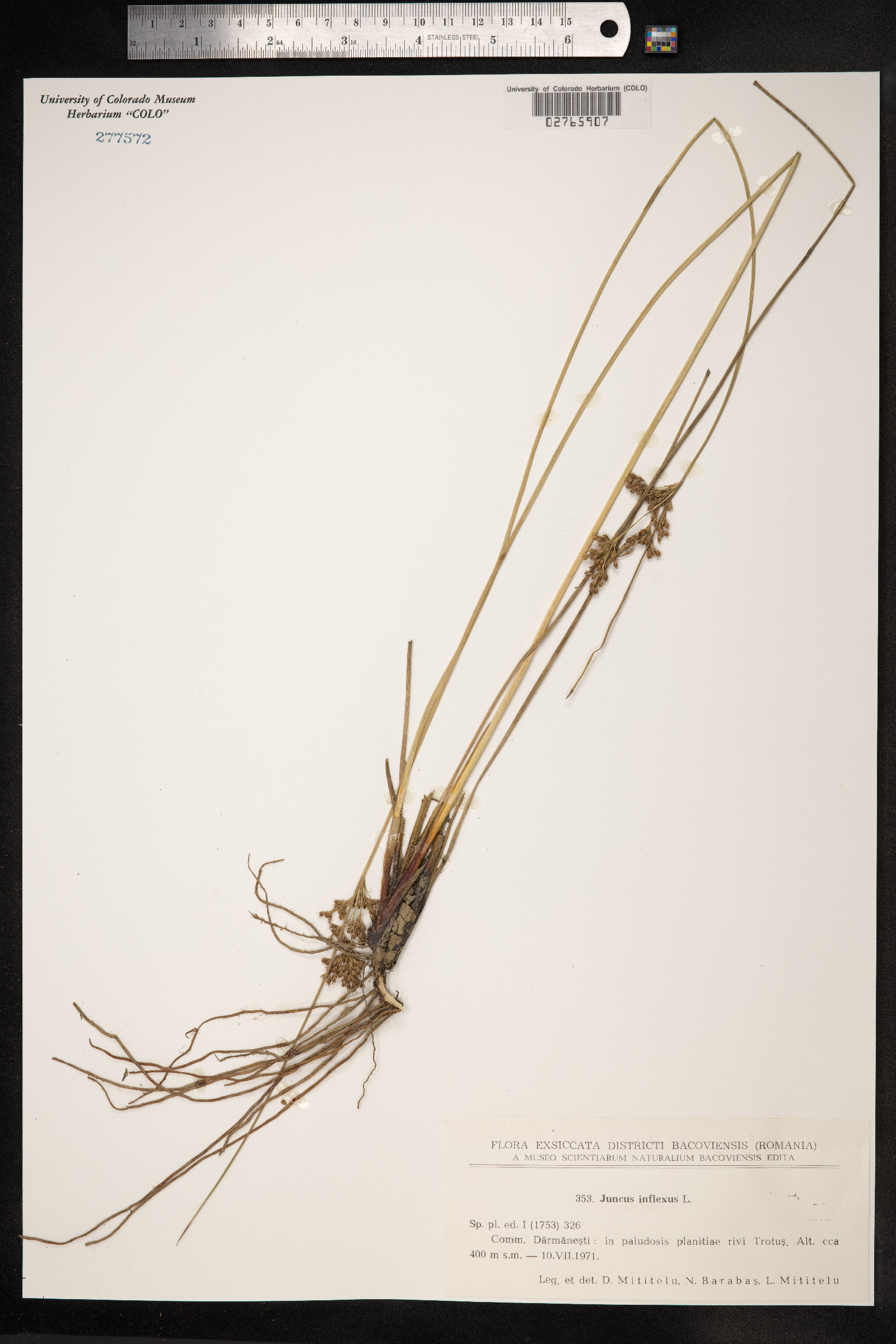 Juncus inflexus image