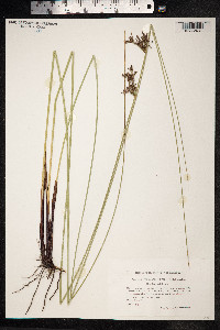 Juncus inflexus image