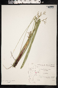 Juncus inflexus image
