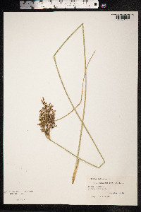 Juncus inflexus image