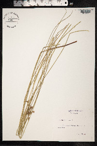 Juncus inflexus image