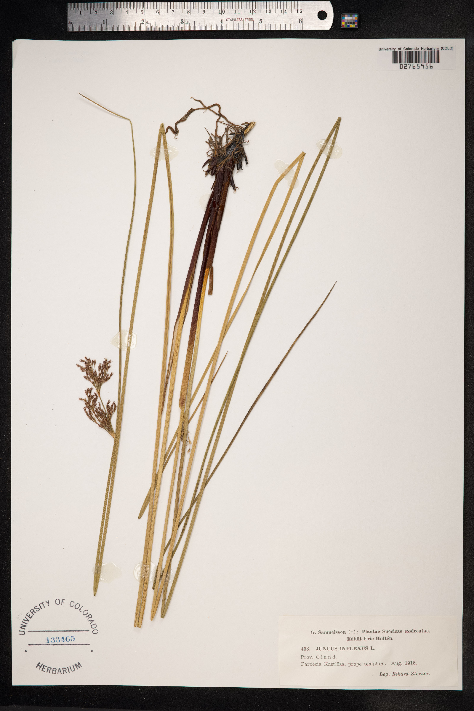 Juncus inflexus image