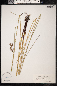 Juncus inflexus image