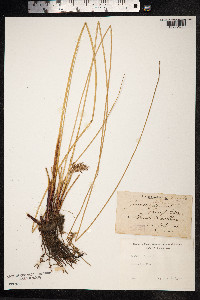 Juncus inflexus image
