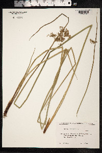 Juncus inflexus image