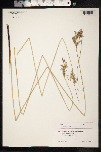 Juncus inflexus image