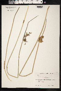 Juncus inflexus image