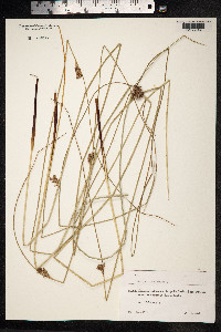 Juncus inflexus image