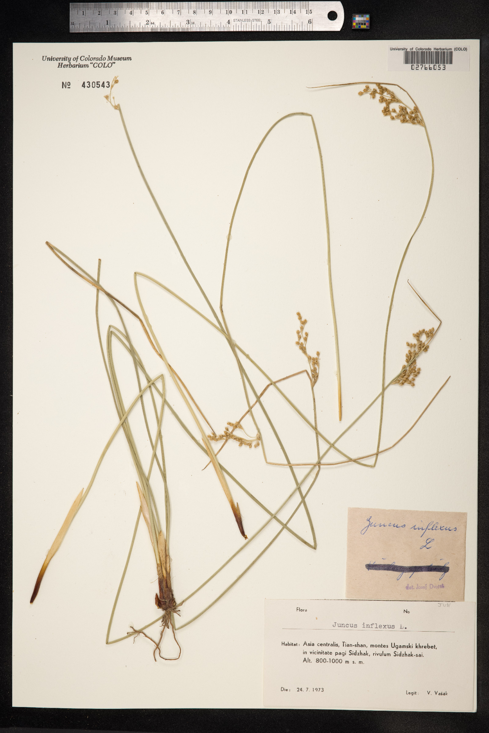 Juncus inflexus image